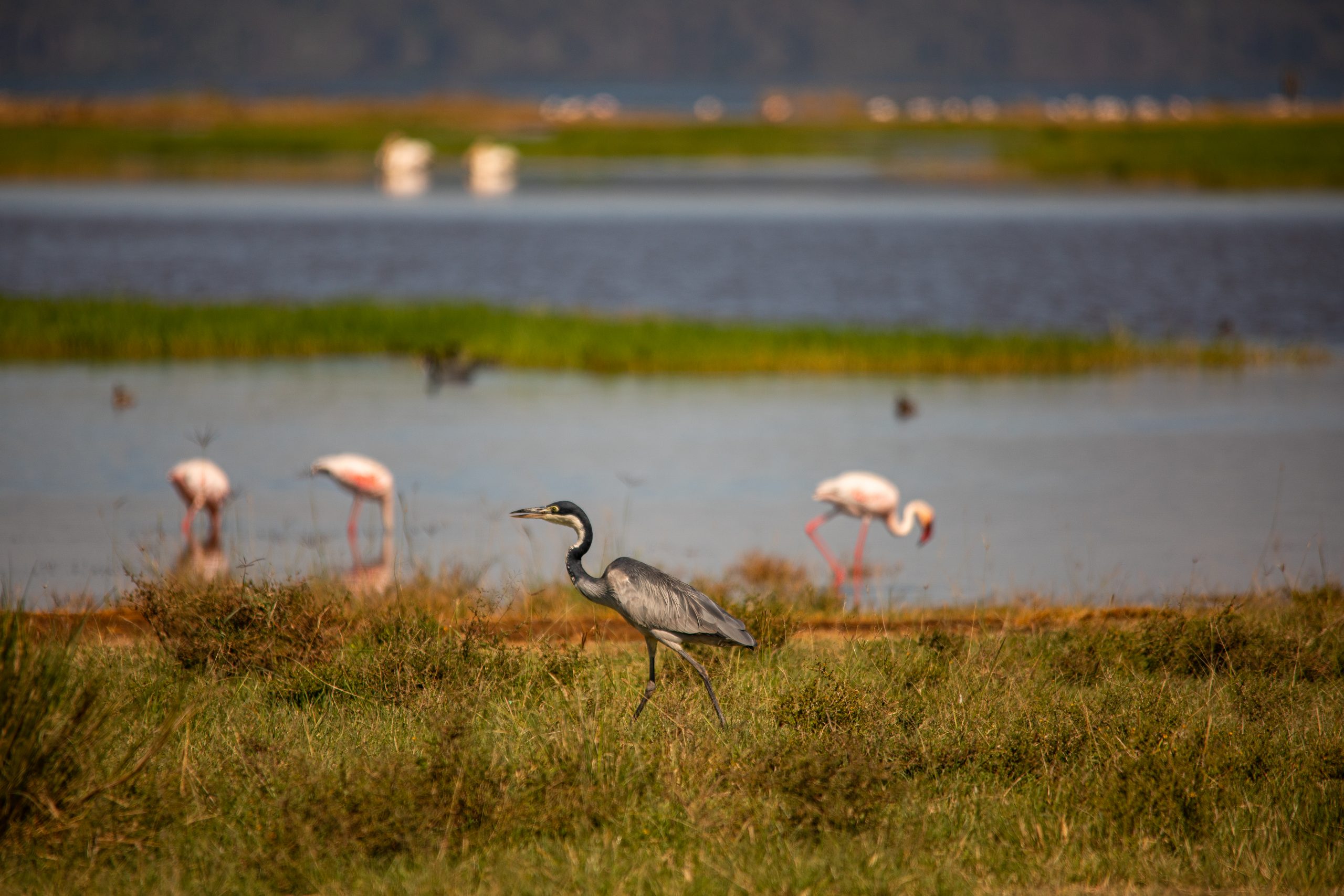 great rift lake